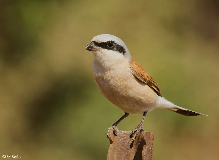 Red backed shrike  Lanius collurio Bacha valley ,golan  13-09-11 Lior Kislev  